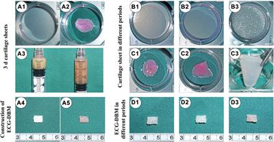 Construction of three-dimensional, homogeneous regenerative cartilage tissue based on the ECG-DBM complex